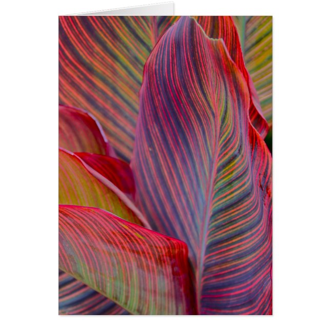 Feuille (Devant)