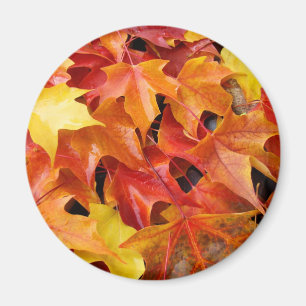 Feuille colorée d'arbre d'automne de magnet de