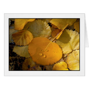 "Feuille d'Aspen - canyon de Rock Creek "