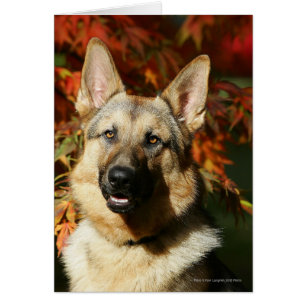 Feuille d'automne de berger allemand
