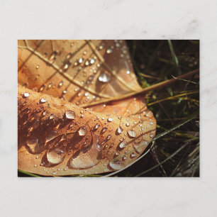 Feuille d'automne humide - Carte postale