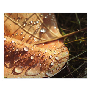 Feuille d'automne humide - Photo
