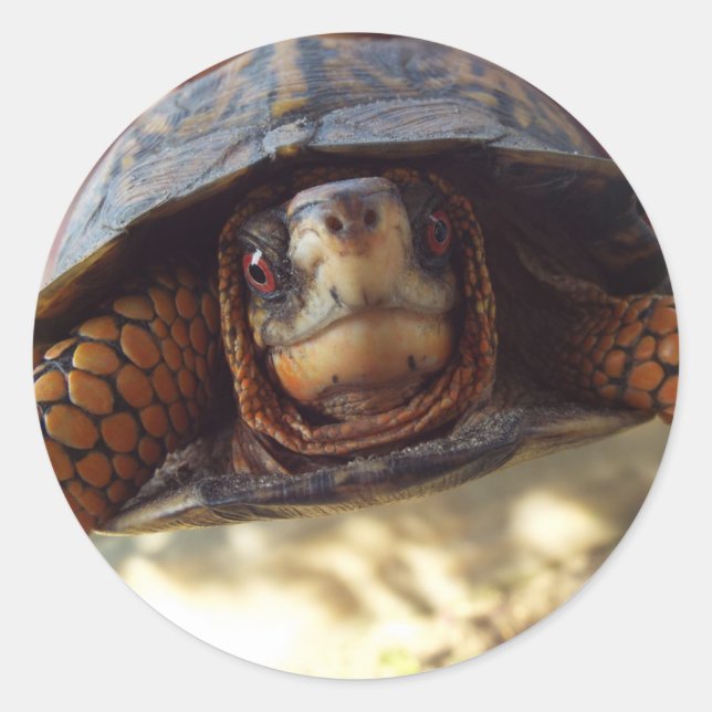 Feuille de 20 Autocollants à tortue-boîte (Devant)