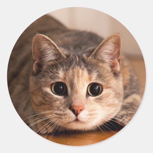 Feuille de chat joueuse des autocollants (Devant)