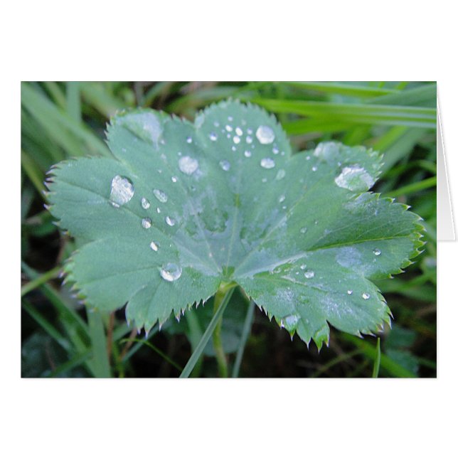 Feuille de couverture pour femmes avec gouttes, ca (Devant horizontal)