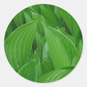 Feuille de Hosta avec des autocollants de gouttes