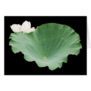 Feuille de Lotus géante en fleur
