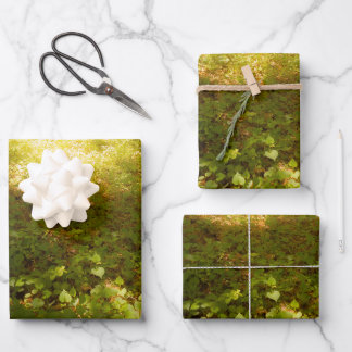 FEUILLE DE PAPIER CADEAU やわらかなひかり