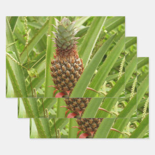 Feuille De Papier Cadeau Ananas sauvage Fruit tropical dans la nature