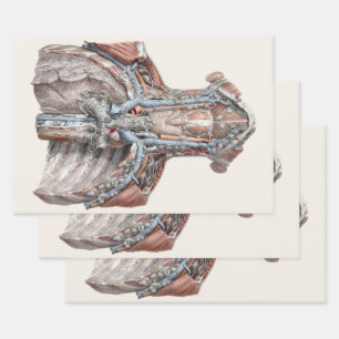 Feuille De Papier Cadeau Anatomie humaine vintage de la gorge, du cou, de l