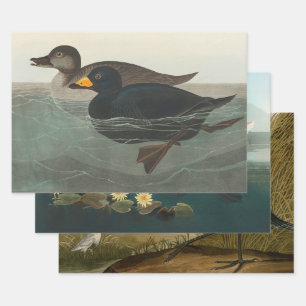 Feuille De Papier Cadeau Audubon American Scoter Duck Classic