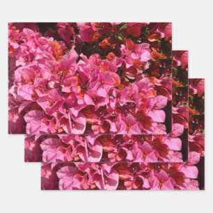 Feuille De Papier Cadeau Bougainvillea Arbuste de vinification rose tropica