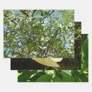 Feuille De Papier Cadeau Branche of Dogwood Blossoms Spring Trees