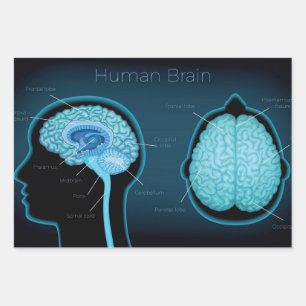 Feuille De Papier Cadeau Cerveau humain