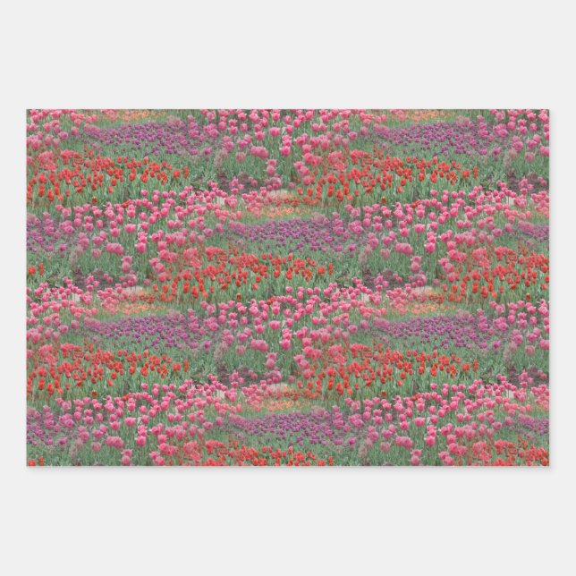 Feuille De Papier Cadeau Champ De Tulipes (Devant 3)