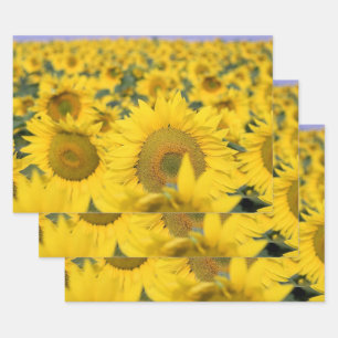 Feuille De Papier Cadeau Champ jaune de tournesols photo