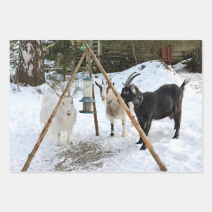 Feuille De Papier Cadeau Chèvres - Photo d'alimentation de neige