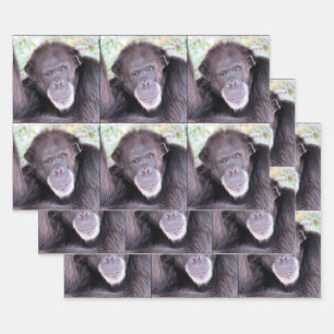 Feuille De Papier Cadeau Chimpanzé toutes les occasions