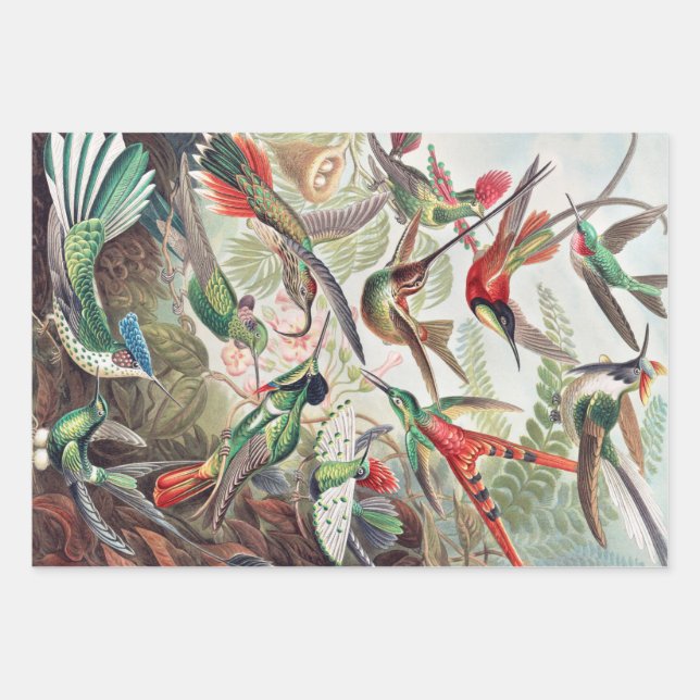 Feuille De Papier Cadeau Colibri, Trochilidae Kolibris par Ernst Haeckel (Devant)