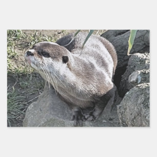 FEUILLE DE PAPIER CADEAU COUPER OTTER