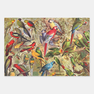 Feuille De Papier Cadeau Élégant Vintage Oiseaux tropicaux Parrots