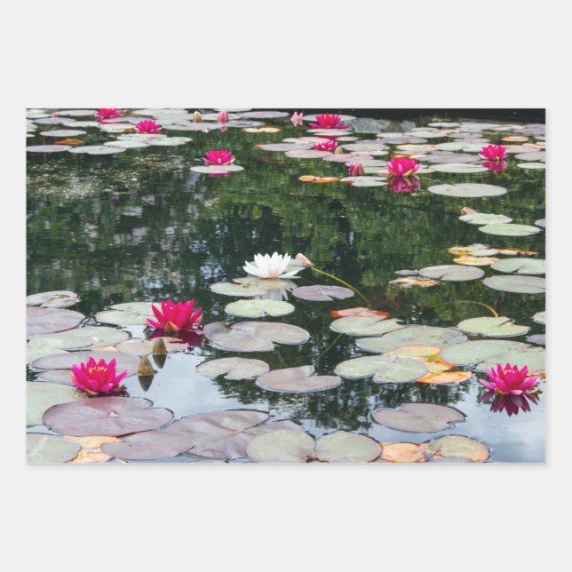 Feuille De Papier Cadeau étang Lily (Devant)