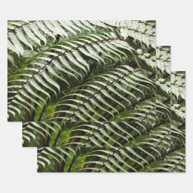 Feuille De Papier Cadeau Fern Fronds II Dark Green Nature (Lot)