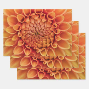 Feuille De Papier Cadeau Fleur Centre Orange Dahlia