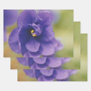 Feuille De Papier Cadeau Fleur de fleurs bleues de Violet Saintpaulia Zoomé