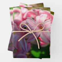 Fleur Pastel Pink Hyacinth (Hyacinthus)