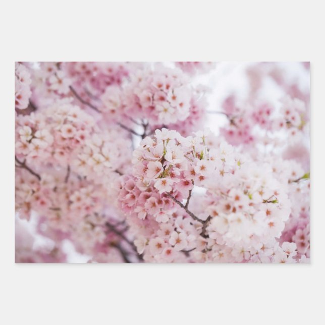 Feuille De Papier Cadeau Fleurs de cerisiers (Devant)