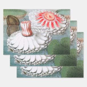 Feuille De Papier Cadeau Fleurs de nénuphars vintage, nénuphars dans un éta