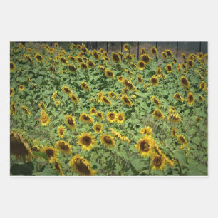 Feuille De Papier Cadeau Fleurs de soleil