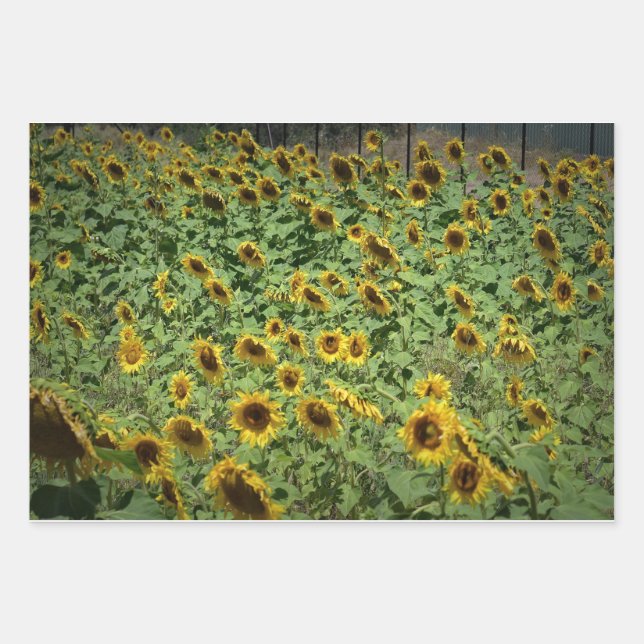Feuille De Papier Cadeau Fleurs de soleil (Devant)