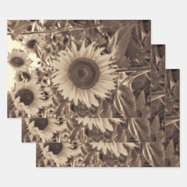 Feuille De Papier Cadeau Fleurs de soleil géantes Champ Sepia Vintage Décou (Lot)