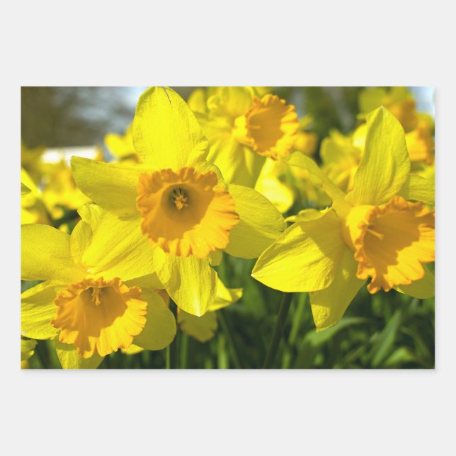Feuille De Papier Cadeau Fleurs jonquilles jaunes (Devant)