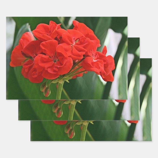Feuille De Papier Cadeau Géranium rouge (Lot)