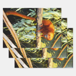 Feuille De Papier Cadeau Golden Lion Tamarin Observateur, Enveloppes Cadeau