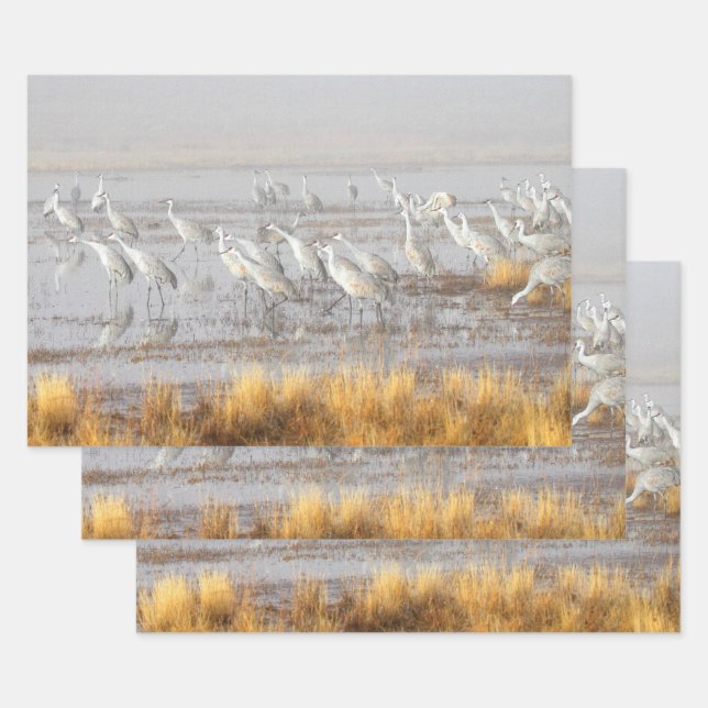 Feuille De Papier Cadeau Grues de Sandhill (Lot)