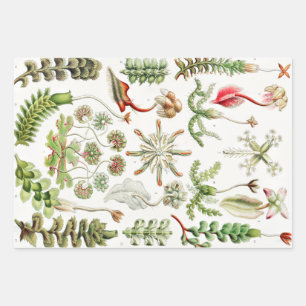Feuille De Papier Cadeau Hepaticae Hépatiques par Ernst Haeckel