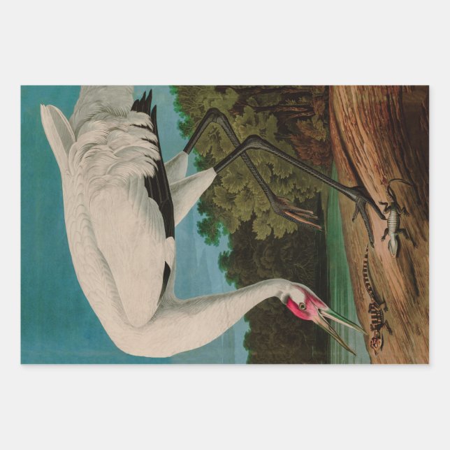 Feuille De Papier Cadeau Hooping Crane Birds of America Audubon Print (Devant)