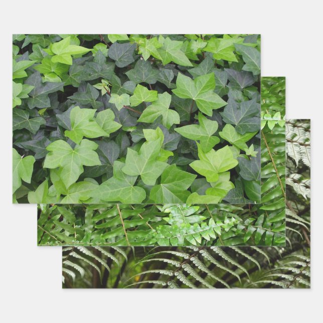 Feuille De Papier Cadeau Impression botanique verte Ivy (Lot)