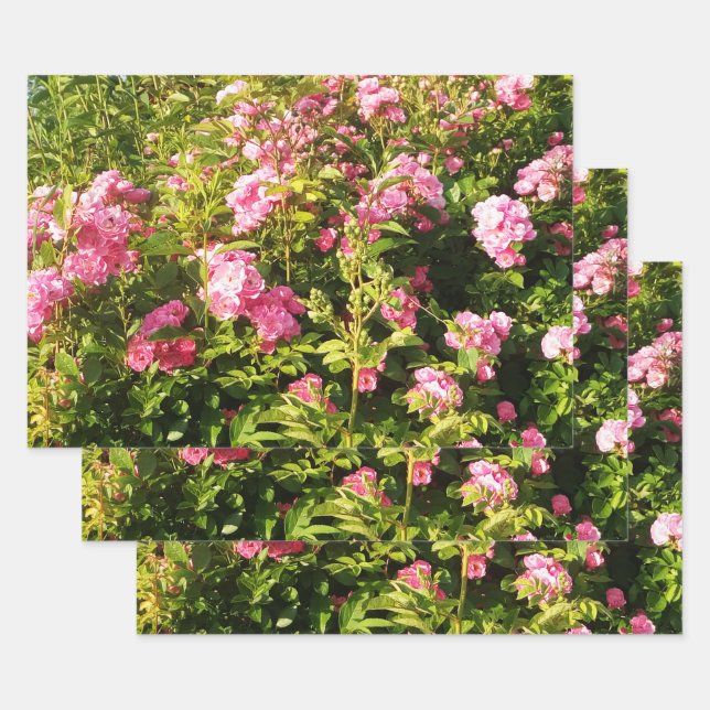 Feuille De Papier Cadeau Jardin secret Rose Rose (Lot)