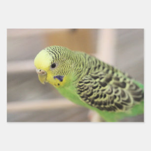 Feuille De Papier Cadeau Kiwi