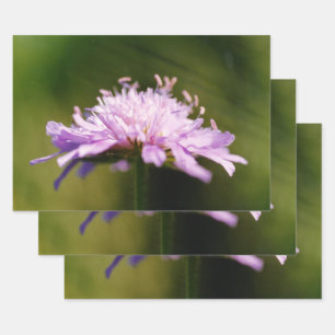 Feuille De Papier Cadeau Lilac Scabious (Knautia arvensis) Fleur