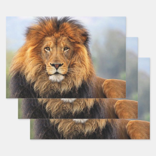 Feuille De Papier Cadeau Lion d'Afrique 1 (Lot)