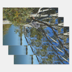 Feuille De Papier Cadeau L'Ours De Koala Dormait Dans Un Arbre De Gomme,