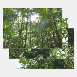 Feuille De Papier Cadeau Lumière du soleil à travers la canopée de la forêt