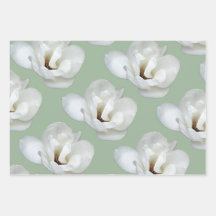 Magnolia sur vert