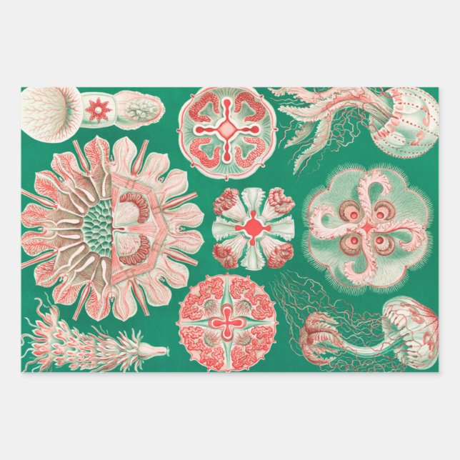 Feuille De Papier Cadeau Méduse, Discomedusae par Ernst Haeckel (Devant)